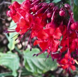 Pretty Flowers